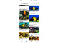 tropheus-small-0