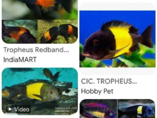 tropheus