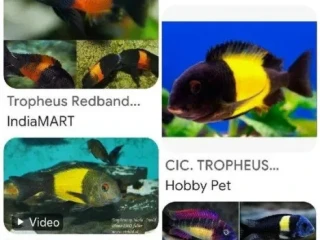 tropheus