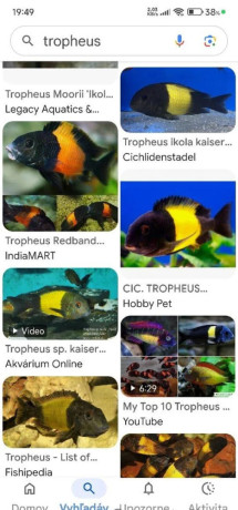 tropheus-big-0
