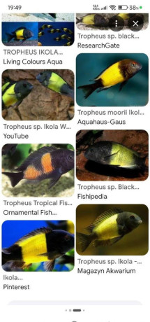 tropheus-big-1