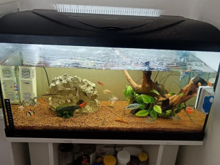 akvarium