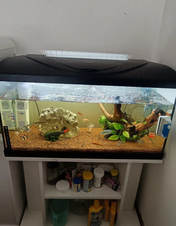 akvarium-big-0