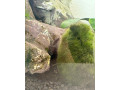plata-mlada-small-2