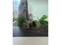 plata-mlada-small-1