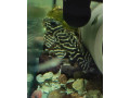 prisavniky-l333-small-0