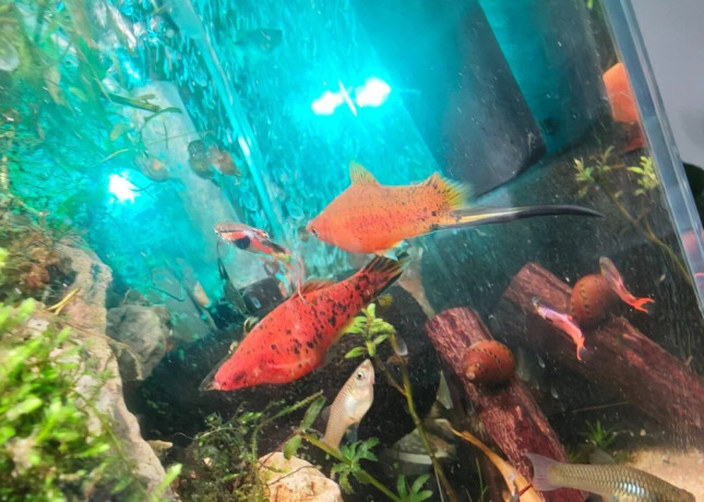 spickove-mecune-mexicke-bezstresovy-prirodny-chov-big-1