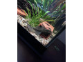 predam-ancistrus-sp-prisavnik-obycajny-small-1