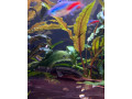 predam-ancistrus-sp-prisavnik-obycajny-small-4