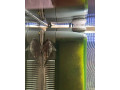 predam-ancistrus-sp-prisavnik-obycajny-small-0
