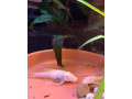 predam-ancistrus-sp-prisavnik-obycajny-small-2