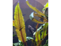 predam-ancistrus-sp-prisavnik-obycajny-small-3