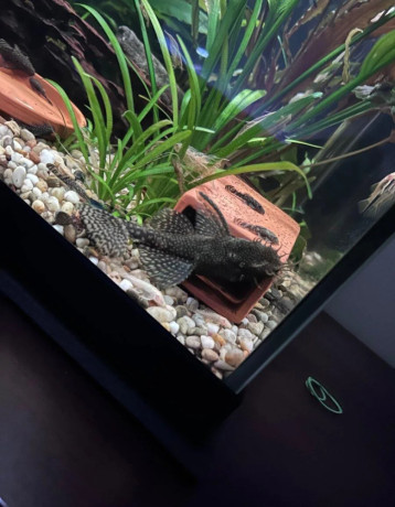 predam-ancistrus-sp-prisavnik-obycajny-big-1