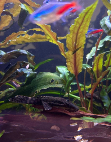 predam-ancistrus-sp-prisavnik-obycajny-big-4
