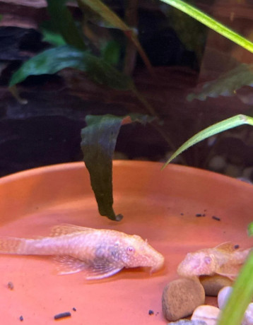 predam-ancistrus-sp-prisavnik-obycajny-big-2
