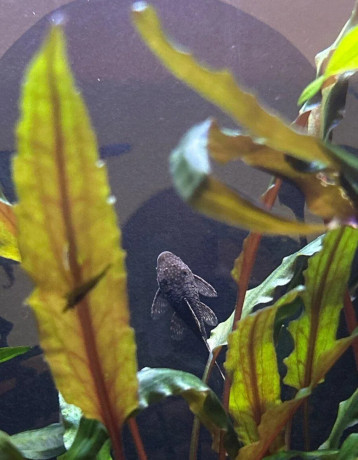 predam-ancistrus-sp-prisavnik-obycajny-big-3