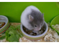 skrecok-syrsky-small-0