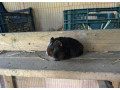 morske-prasiatko-morske-prasiatka-morca-morcata-small-1