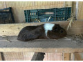 morske-prasiatko-morske-prasiatka-morca-morcata-small-0