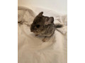 cincily-small-3