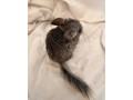 cincily-small-4
