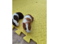 predam-morcata-small-2