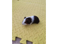 predam-morcata-small-4