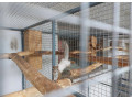 vevericka-kanadska-small-1