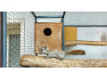 vevericka-kanadska-small-2