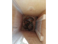 vevericka-kanadska-small-3