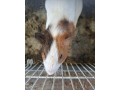 morske-prasiatka-small-2