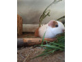 morske-prasiatka-small-0