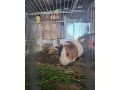 morske-prasiatka-small-4