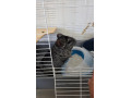 predam-chinchilu-small-0