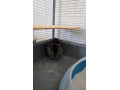 predam-chinchilu-small-2