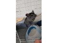 predam-chinchilu-small-1