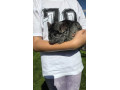 predam-chinchilu-small-4
