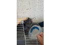 predam-chinchilu-small-3