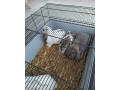 predam-zdrobnele-kraliky-baranceky-small-0