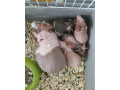 skinny-morciatka-mozny-dovoz-smer-dolny-kubin-small-0
