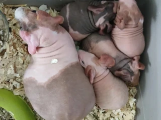 skinny-morciatka-mozny-dovoz-smer-dolny-kubin
