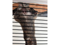osmak-degu-small-1