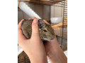 osmak-degu-small-0