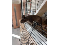 osmak-degu-small-2