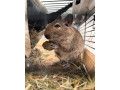 osmak-degu-small-3