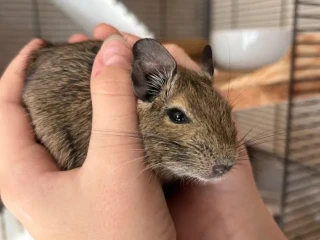 osmak-degu