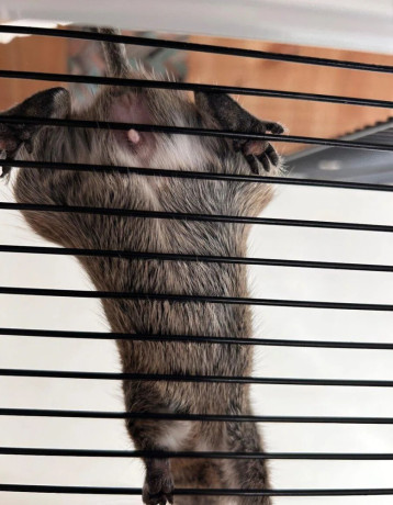 osmak-degu-big-1