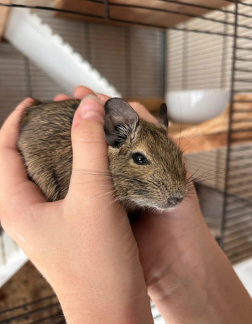 osmak-degu-big-0