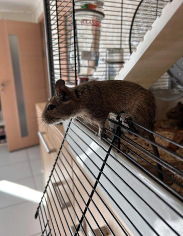 osmak-degu-big-2