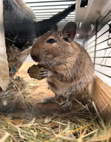 osmak-degu-big-3
